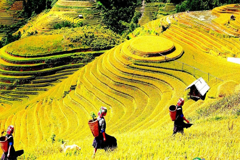 Sapa easy trek 3 days 4 nights (Hotel & Homestay)